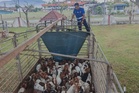 Cubaan seludup 101 kambing 'korban' gagal