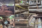 PGA serbu kilang kayu haram enam bulan beroperasi, rampas lebih RM1.1 juta