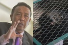 Binturong jadi sasaran pemburu haram