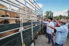 Anwar sumbang 260 ekor lembu korban untuk Parlimen Permatang Pauh