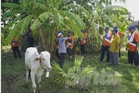 Bank Rakyat sumbang 52 lembu korban untuk 5,400 keluarga Islam di Kemboja