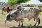 Sultan Muhammad V kurnia dua lembu korban