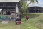 Lelaki cedera ditanduk kerbau korban
