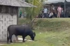 Kerbau korban mengamuk: Seorang maut, seorang patah tulang rusuk kiri