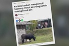 Mangsa korban kerbau mengamuk sempat ke kenderaan sebelum pengsan