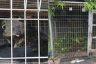 Hobi pelihara binturong haram makan diri, lelaki ditahan