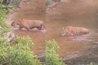 Tular harimau Malaya muncul di Gua Musang