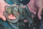 DOF jamin bekalan udang tempatan mencukupi