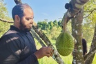 Projek durian musang king UniSZA mula buahkan hasil