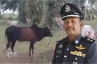 32 ekor lembu curi 'disorok' dalam kebun kelapa sawit