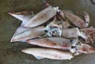 Candat sotong malas, tapi hasil bahagi sama rata