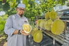 Ladang baharu punca 'buah kayangan turun darjat'