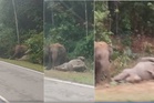 Tragedi Gerik berulang, ibu gajah enggan berganjak 7 jam selepas anak mati