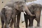 Berat bertambah, tiga gajah Malaysia di Jepun makin sihat, aktif