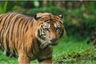 Lagi kehadiran harimau dikesan di Bukit Bangkong