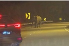 'Ingatkan ada roadblock, rupanya gajah'