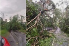 Pokok tumbang halang laluan