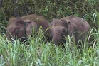 Penduduk kampung Orang Asli cedera diserang gajah - Perhilitan
