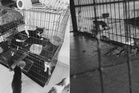 Penyewa dari neraka tinggalkan 60 kucing dalam rumah sampai mati