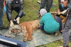 Harimau betina 94kg masuk perangkap