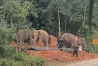 Sanum, Rambai bantu operasi pindah gajah jantan liar di Jeli