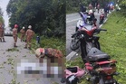 Warga emas maut, pelajar cedera langgar pokok tumbang