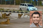 Konflik manusia dan anjing: Adakah sistem yang gagal?