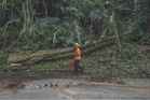 Insiden pokok tumbang ragut 50 nyawa sejak 2021