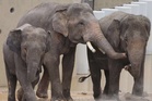 Kebajikan tiga gajah Malaysia: Shelter Ihsan mahu MPT kemuka bukti, benarkan pemeriksaan bebas