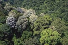 Kelantan miliki lebih 778,000 hektar hutan, ketiga terbesar di Semenanjung Malaysia