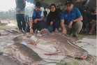 Baung ekor merah gergasi 31kg tewas