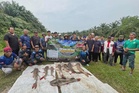 Tiga hari tewaskan 26 ekor 'kerbau sungai' seberat 268.9kg