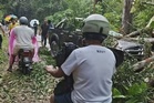 Dua warga emas cedera, pokok tumbang hempap kenderaan