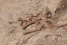 Gempar jumpa tulang di Pantai Batu Feringgi