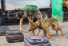 Unit K9 Perhilitan benteng khazanah hidupan liar di pusat logistik KLIA