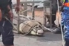 Buaya 500kg cuba baham pesara polis di Sungai Linggi  akhirnya masuk perangkap