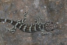 Cicak tokay hitam ditemukan di Perlis, satu-satunya rekod di Malaysia