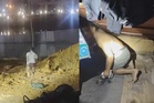 Lari ke lombong, menyorok bawah katil elak dicekup imigresen