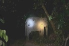 Gajah betina liar tersesat masuk kampung akhirnya ditangkap