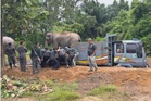 Indah, Suria ambil masa 15 minit pujuk 'Mek Jeram' untuk dihantar ke Royal Belum