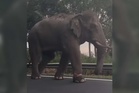 Gajah cedera di JRTB Gerik semakin pulih, Perhilitan terus pantau pergerakan