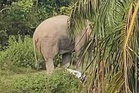 Tiga pekerja ladang kelapa sawit cemas diserang gajah liar