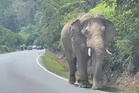 Hutan semakin susut, haiwan, Orang Asli jadi mangsa