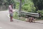 Pergaduhan anjing di Pearl Hill bukan kesalahan bawah Akta Kebajikan Haiwan