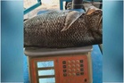 Ikan kanai muncul semula selepas 15 tahun 'hilang’