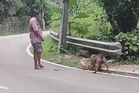 Serangan anjing: Pemilik dikompaun RM250, lesen dibatalkan