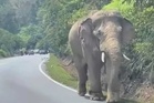 Sulong dipindahkan ke Tasik Kenyir