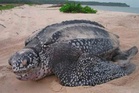 'Raja Penyu' kembali bertelur di pantai Terengganu