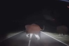 Tiga individu cemas kereta dinaiki langgar gajah