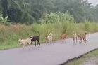 Budak 2 tahun parah diserang anjing liar